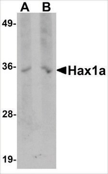 Monoclonal Anti-Hax1a antibody produced in mouse clone 9G3D11, purified immunoglobulin, buffered aqueous solution