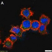 Anti-Apaf-1 Antibody, clone 1C7 ZooMAb® Rabbit Monoclonal recombinant, expressed in HEK 293 cells