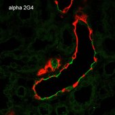 Monoclonal Anti-ENaC alpha-Allophycocyanin antibody produced in mouse clone 2G4