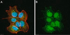 Anti-SIRT6 Antibody, clone 1O6 ZooMAb® Rabbit Monoclonal recombinant, expressed in HEK 293 cells