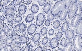 Anti-MUC1 Antibody, clone 1F23 ZooMAb® Rabbit Monoclonal recombinant, expressed in HEK 293 cells