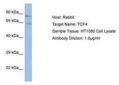 Anti-TCF4 (AB1) antibody produced in rabbit affinity isolated antibody