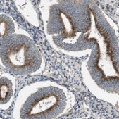 抗 LAMP1 兔抗 Prestige Antibodies® Powered by Atlas Antibodies, affinity isolated antibody, buffered aqueous glycerol solution