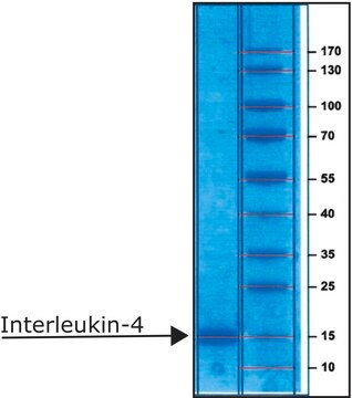 白细胞介素4 人 IL-4, recombinant, expressed in E. coli, lyophilized powder, suitable for cell culture