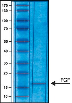 Fibroblast Growth Factor-Basic FGF-Basic, from human, recombinant, expressed in E. coli, carrier free