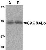 Anti-CXCR4-Lo antibody produced in rabbit purified immunoglobulin (IgG)
