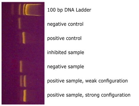 Venor&#8482; GeM 支原体检测试剂盒，基于 PCR