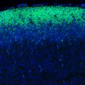 Monoclonal Anti-SOX2 antibody produced in mouse Prestige Antibodies® Powered by Atlas Antibodies, clone CL4716, purified immunoglobulin