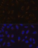Anti- CD133 antibody produced in rabbit