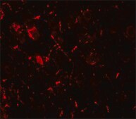 Anti-ULK1 antibody produced in rabbit affinity isolated antibody