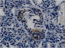 Anti-BMP4 Antibody, clone PA354-16.1.1 clone PA354-16.1.1, from mouse