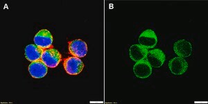 Anti-STAT2 Antibody, clone 1F7 ZooMAb® Rabbit Monoclonal recombinant, expressed in HEK 293 cells
