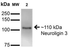 Monoclonal Anti-beta 4 Spectrin-FITC antibody produced in mouse clone S393-2