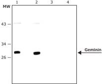 Anti-Geminin antibody, Mouse monoclonal clone GEM-1, purified from hybridoma cell culture