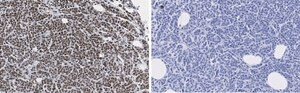 Anti-phospho-IRS1 (Tyr612) Antibody, clone 1N14, ZooMAb® Rabbit Monoclonal recombinant, expressed in HEK 293 cells