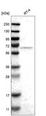 Anti-Fkbp10 Antibody Produced In Rabbit Prestige Antibodies® Powered by Atlas Antibodies, affinity isolated antibody, buffered aqueous glycerol solution