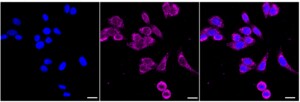 KD-Validated Anti VAMP Associated Protein A Antibody, clone 24GB2580, Rabbit Monoclonal clone 24GB2580, recombinant rabbit monoclonal, expressed in HEK293 cells