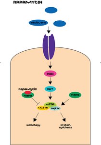 Rapamycin from Streptomyces hygroscopicus ≥95% (HPLC), powder