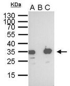 Monoclonal Anti-S Tag antibody produced in mouse clone GT247, affinity isolated antibody