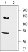 Anti-Potassium Channel KV11.3 (erg3) 兔抗 affinity isolated antibody, lyophilized powder