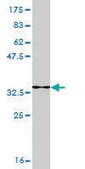 Monoclonal Anti-SMARCA2 antibody produced in mouse clone 2D12, purified immunoglobulin, buffered aqueous solution