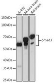 Anti- Smad3 antibody produced in rabbit