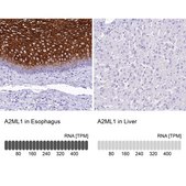 Anti-A2ML1 antibody produced in rabbit Prestige Antibodies® Powered by Atlas Antibodies, affinity isolated antibody, buffered aqueous glycerol solution