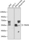 Anti-TRAF6 antibody produced in rabbit