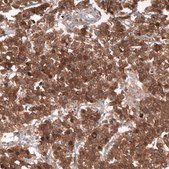 Monoclonal Anti-Lgr5 Antibody Produced In Mouse Prestige Antibodies® Powered by Atlas Antibodies, clone CL13567, affinity isolated antibody, buffered aqueous glycerol solution