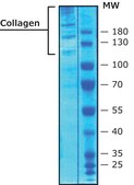 Collagen from human placenta Bornstein and Traub Type IV, powder, BioReagent, suitable for cell culture