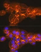 Anti-CD138/Syndecan-1 antibody produced in rabbit