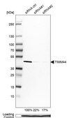 Anti-TIMM44 antibody produced in rabbit Prestige Antibodies® Powered by Atlas Antibodies, affinity isolated antibody, buffered aqueous glycerol solution