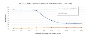 Anti-APN/CD13 Antibody, clone BR2 ZooMAb® Mouse Monoclonal recombinant, expressed in HEK 293 cells