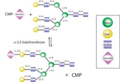 α-2,3-Sialyltransferase from Pasteurella multocida recombinant, expressed in E. coli BL21, ≥2 units/mg protein