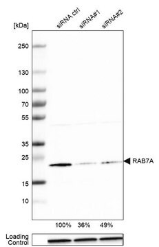 Anti-RAB7A antibody produced in rabbit Prestige Antibodies® Powered by Atlas Antibodies, affinity isolated antibody, buffered aqueous glycerol solution