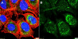 Anti-Dopamine D1 receptor Antibody, clone 2L4 ZooMAb® Rabbit Monoclonal recombinant, expressed in HEK 293 cells