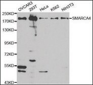 Anti-SMARCA4 antibody produced in rabbit affinity isolated antibody