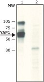 Anti-phospho-YAP1 (pTyr357) 兔抗 ~1.5 mg/mL, affinity isolated antibody, buffered aqueous solution
