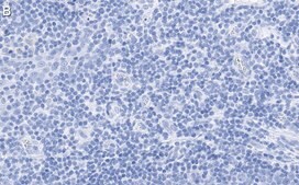 Anti-CD28 Antibody, clone 2N15 ZooMAb® Rabbit Monoclonal recombinant, expressed in HEK 293 cells