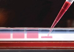 REDTaq® DNA Polymerase Taq for routine PCR with inert dye, 10X buffer included