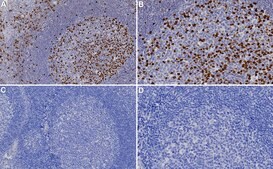 Anti-CDC20 Antibody, clone 2C9 ZooMAb® Rabbit Monoclonal recombinant, expressed in HEK 293 cells