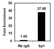 Magna ChIP® A/G Chromatin Immunoprecipitation Kit Single day chromatin immunoprecipitation (ChIP) kit containing all necessary reagents to perform 22 individual chromatin immunoprecipitation (ChIP) reactions using magnetic A/G beads.