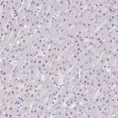 Anti-HIRA antibody produced in rabbit Prestige Antibodies® Powered by Atlas Antibodies, affinity isolated antibody, buffered aqueous glycerol solution