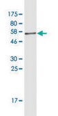 Monoclonal Anti-YWHAG antibody produced in mouse clone 1B4, purified immunoglobulin, buffered aqueous solution