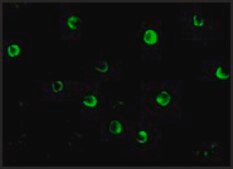 Anti-NOD2 (ab2) antibody produced in rabbit affinity isolated antibody, buffered aqueous solution