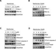 Anti-GAPDH antibody produced in rabbit ~1 mg/mL, affinity isolated antibody, buffered aqueous solution