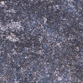 Monoclonal Anti-Pax5 Antibody Produced In Mouse Prestige Antibodies® Powered by Atlas Antibodies, clone CL14550, affinity isolated antibody, buffered aqueous glycerol solution