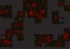 Anti-CD81 antibody produced in rabbit affinity isolated antibody