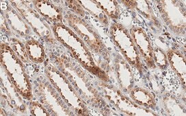 Anti-Myosin-9/MYH9 Antibody, clone 3O13 ZooMAb® Rabbit Monoclonal recombinant, expressed in HEK 293 cells