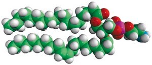 18:0-18:1 PE 1-stearoyl-2-oleoyl-sn-glycero-3-phosphoethanolamine, powder